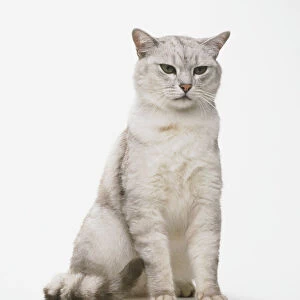 Burmilla Cat (Felis catus) sitting up, front view