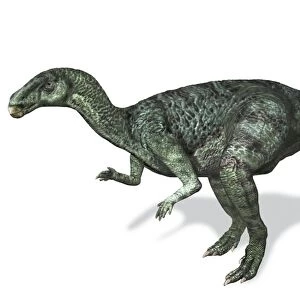 Camptosaurus, side view