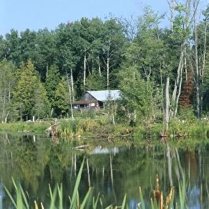 Canada, Ontario, bulrushes at edge of pond