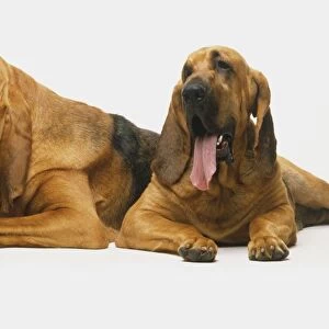 Canis familiaris, two Bloodhounds lying on their front with their tongues hanging out