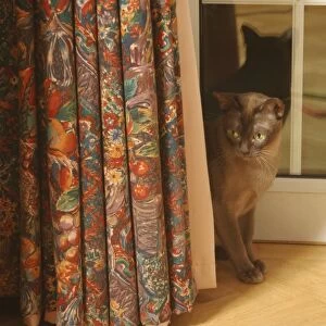 Cat peeking out from behind curtain
