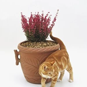 A cat rubbing itself against a pot
