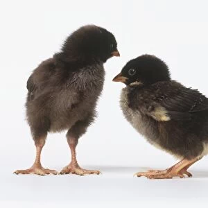 Two chicks (Gallus gallus) with grey-brown feathers