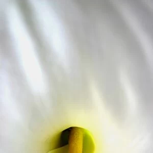 Close-up of an Arum Lily. Zantedeschia aethiopica (common names Lily of the Nile