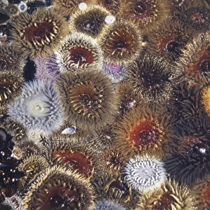 Close-up of a group of colourful sea anemones at Yzerfontein, a fishing village 80 km north of Cape Town, off the R27. June 21, 1998