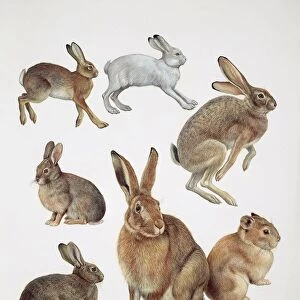 Close-up of group of leporidae mammals
