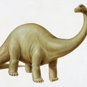 Colour illustration of a Diplodocus