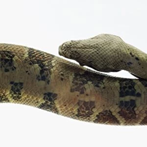 Common Boa (Boa constrictor imperator), showing scaly skin and natural pattern on head and part of body