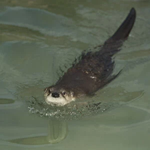 Common otter (Lutra lutra) in water