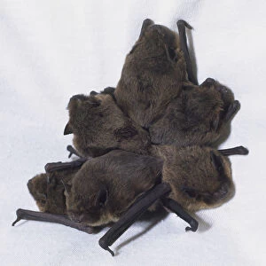 Six Common Pipistrelle Bats huddled up together
