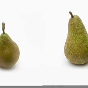 Concorde pears, close-up