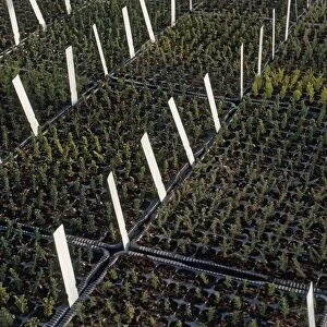 Cuttings in plug trays with blank labels