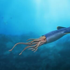 Cylindroteuthis underwater