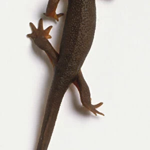 Dark Lizard (Iguanidae), view from above