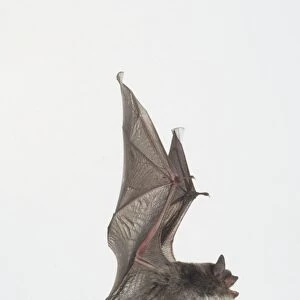 Daubentons bat (Myotis daubentoni) in flight, side view