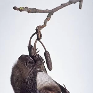 Daubentons Bat (Myotis daubentonii) hanging upside down from branch