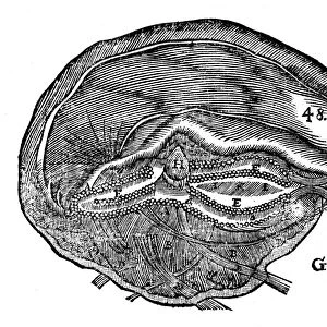 Descartes diagram of the human brain and eye. From Rene Descartes Opera Philiosophica