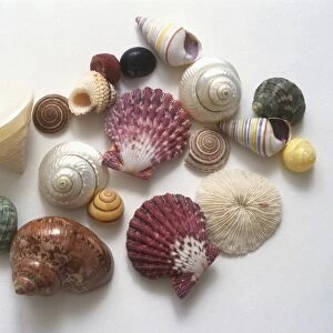 Different shells shapes and colours
