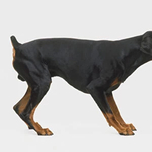 Doberman Dog