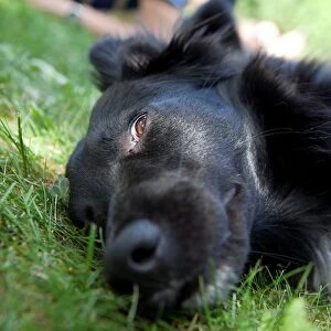Dog Lying on the Grass