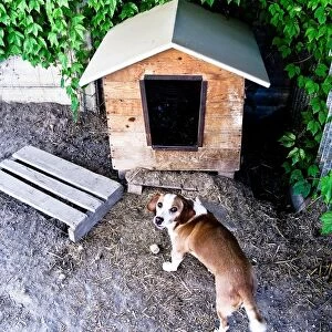 Dog Standing Close to Dog House