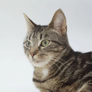 Domestic cat (Felis silvestris), grey striped coat, green eyes, portrait