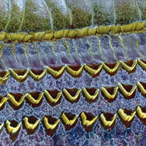 Ear, cochlear hair cells under microscope