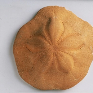 Echinoids - Clypeaster: A fossilised sand-dwelling sea urchin, or sand dollar, Clypeaster aegypticus Michelin, which is today found in shallow, tropical seas