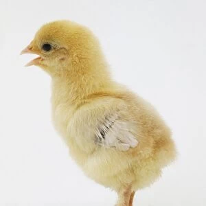 Eight-day-old chick (Gallus gallus) standing with open beak, side view