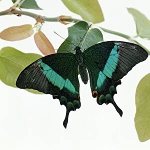 Emerald swallowtail (Papilio palinurus) perching on a leaf