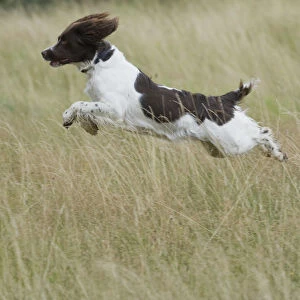 Energetic Springer Spaniel running across field