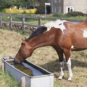 Equus caballus, brown and white Horse drinking water from trough at the edge of field, side view