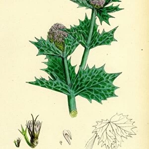 Eryngium maritimum, Sea-Holly