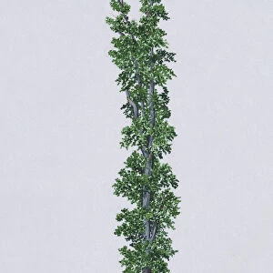 Eucryphia cordifolia (Ulmo)