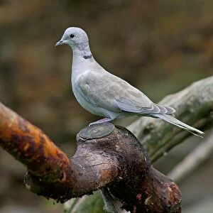 Eurasian Collared Dove. Streptopelia Decaocto