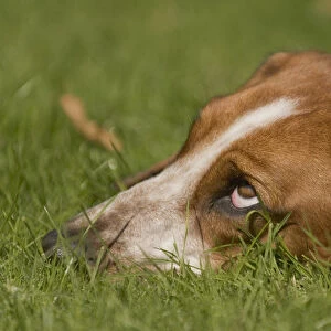Exhausted Basset Hound lying on grass with head down