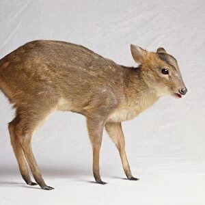 A Fawn, cervidae, side view