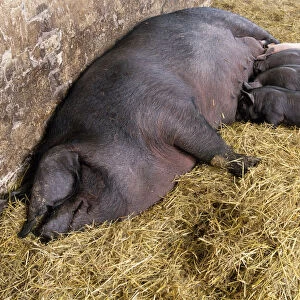 Female pig with four piglets suckling