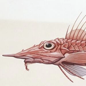 Fishes: Scorpaeniformes Peristediidae, African armoured searobin (Peristedion cataphractum ), illustration