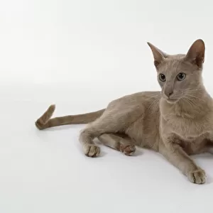 Foreign Fawn Oriental shorthaired cat with warm, roast mushroom shaded short hair, lying down, looking alert