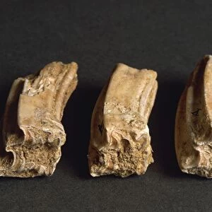 Fossil horse teeth, from Liguria Region, Italy