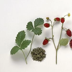 Fragraria vesca (Wild strawberries), fresh and dried leaves, fresh berries, and crushed berries