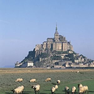 France, Normandy, Mont Saint-Michel, rams grazing on pasture