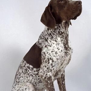 French Pyrenean Pointer, seated