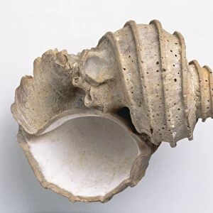 Gastropods - Ecphora: The lip and interior of the fossilised shell of a sea snail, Ecphora quadricostata (Say), a carnivorous gastropod that lives in shallow waters