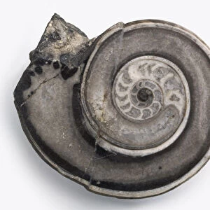 Gastropods - Euomphalus: Cross section of a fossilised sea snail, Euomphalus pentangulus (J. Sowerby), which lived on marine vegetation