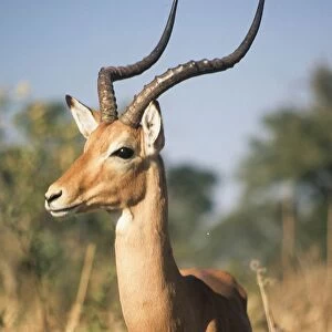 Gemsbok. Botswana. Africa
