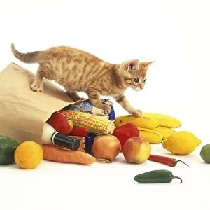 A ginger kitten climbing over a bag of shopping