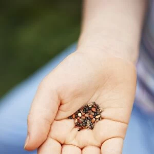 Girl holding salad seeds in palm of hand, close-up