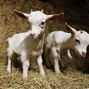 Two goat kids on bales of straw, close-up